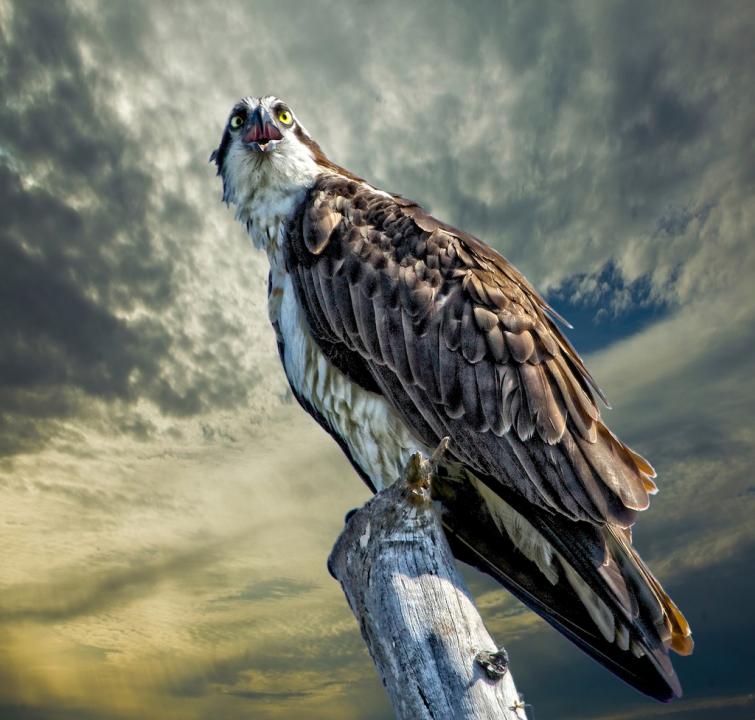 Osprey at sunrise | Shutterbug